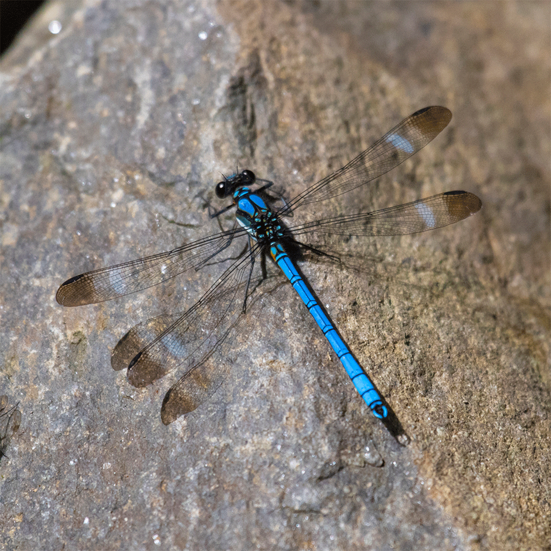 Blue Dragonfly - switchoffice.com.au