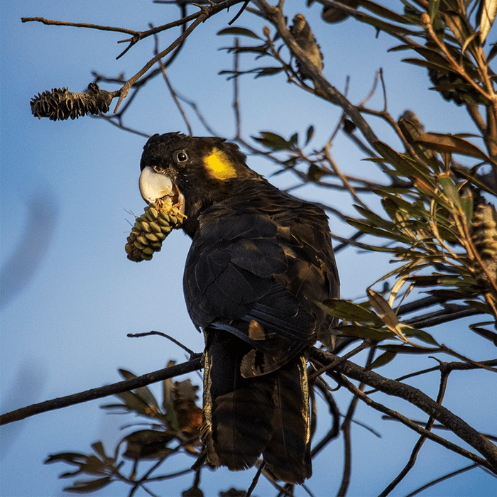 Black Cockatoo - switchoffice.com.au