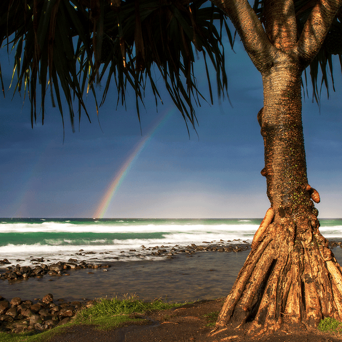 Pandanus Rainbow - switchoffice.com.au