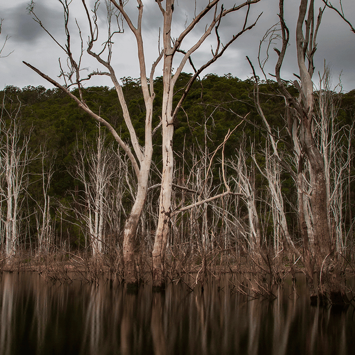 Dead Quiet Dam - switchoffice.com.au