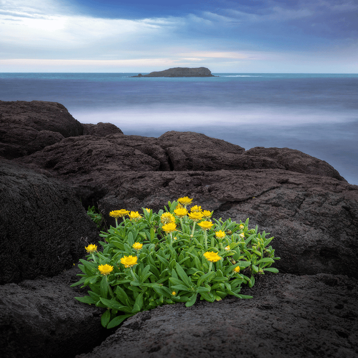 Rocky Green & Gold - switchoffice.com.au