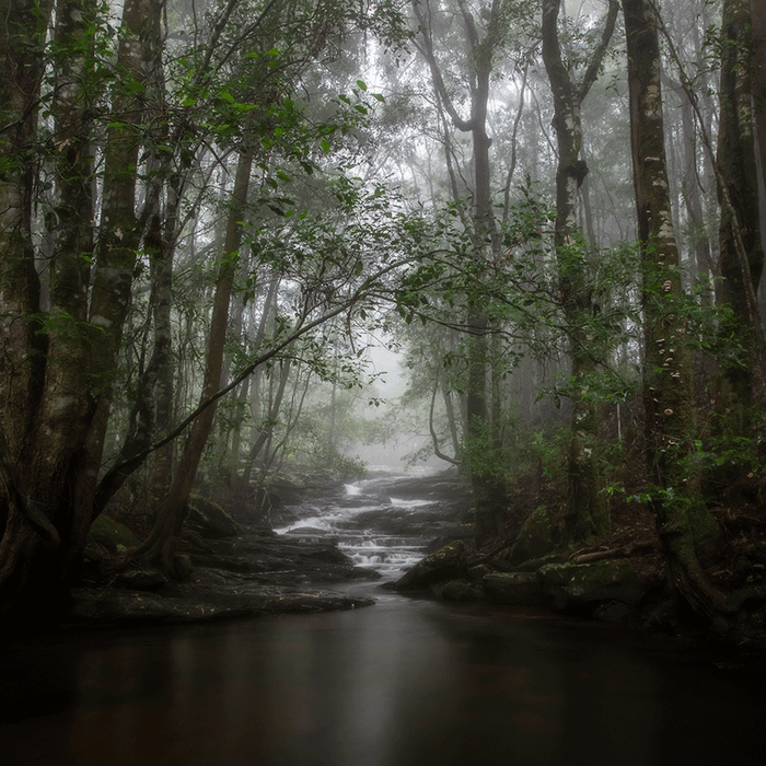 Misty Morning Forest - switchoffice.com.au