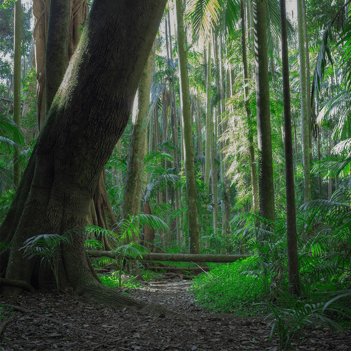 Palmtastic Forest Floor - switchoffice.com.au