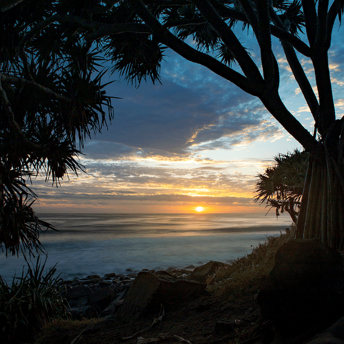 Pandanus Sunrise - switchoffice.com.au