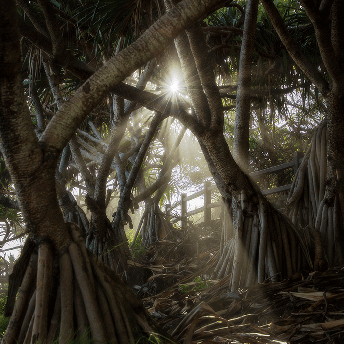 Pandanus Paradise - switchoffice.com.au