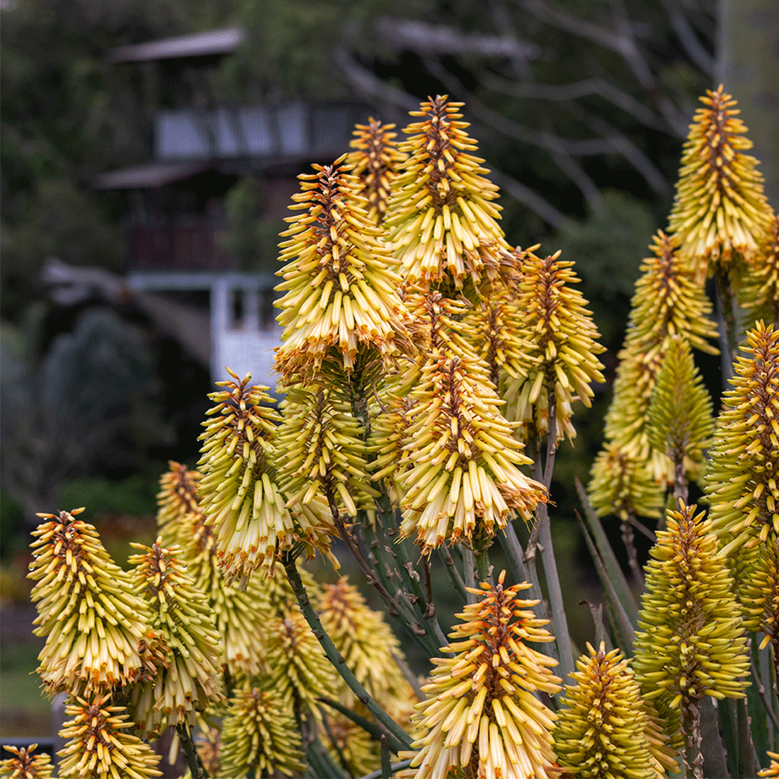 Red Hot Poker - switchoffice.com.au