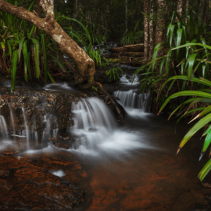 Tropical Streams - switchoffice.com.au