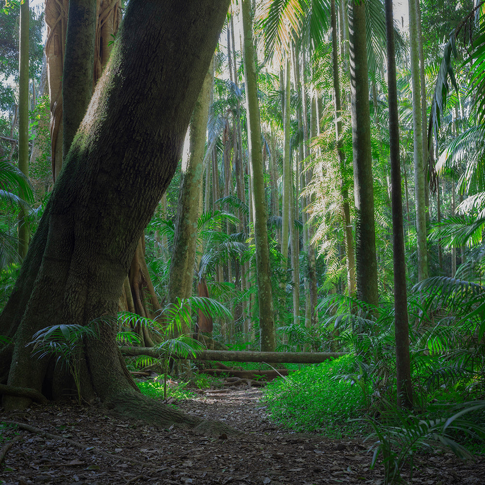 Palmtastic Forest Floor - switchoffice.com.au